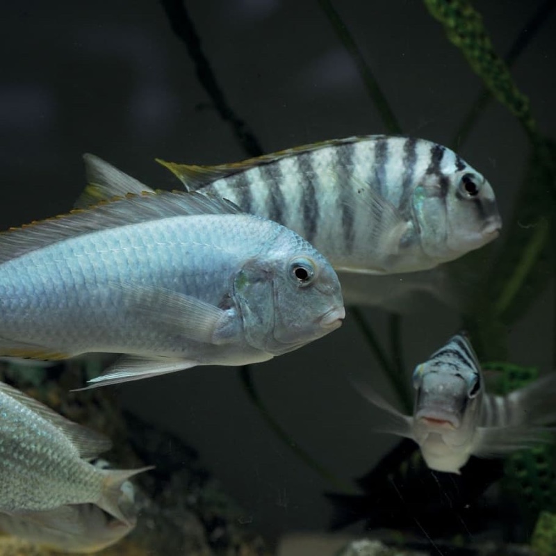 Pseudosimochromis curvifrons 'Mabilibili Bay'